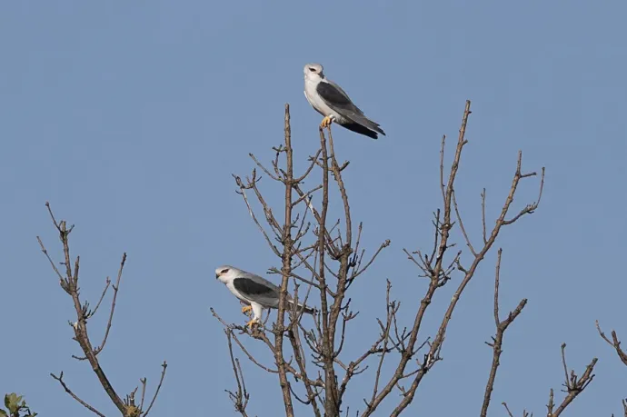 Kuhipár Hódmezővásárhely határában – Fotó: Őze Péter / Körös-Maros Nemzeti Park
