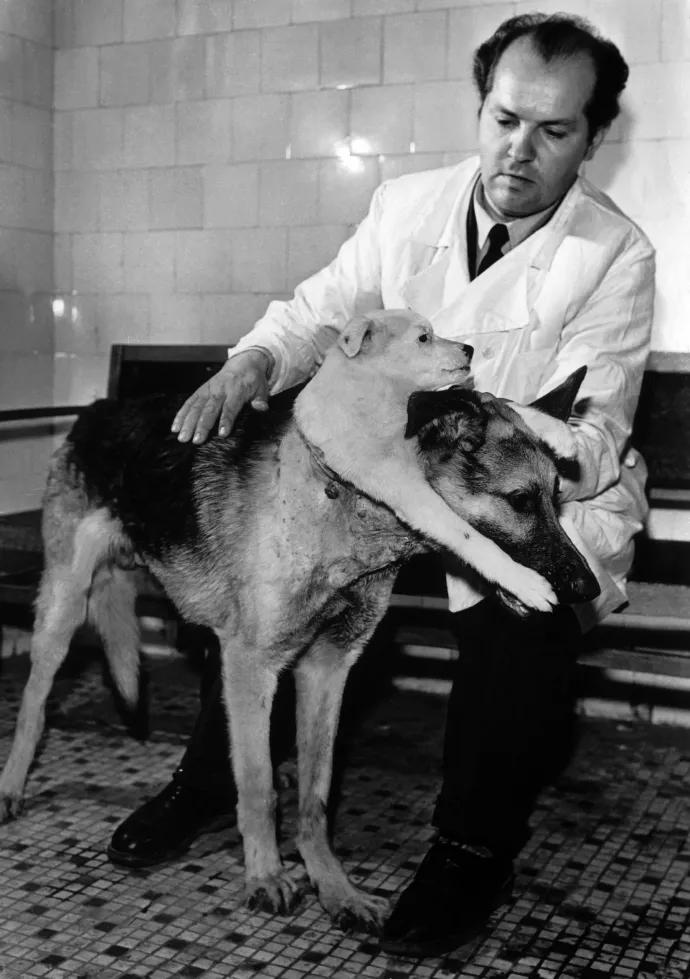Vlagyimir Demihov az összeműtött kutyákkal, Brodjagával és Savkával 1959-ben Moszkvában – Fotó: Keystone-France / Gamma-Keystone / Getty Images