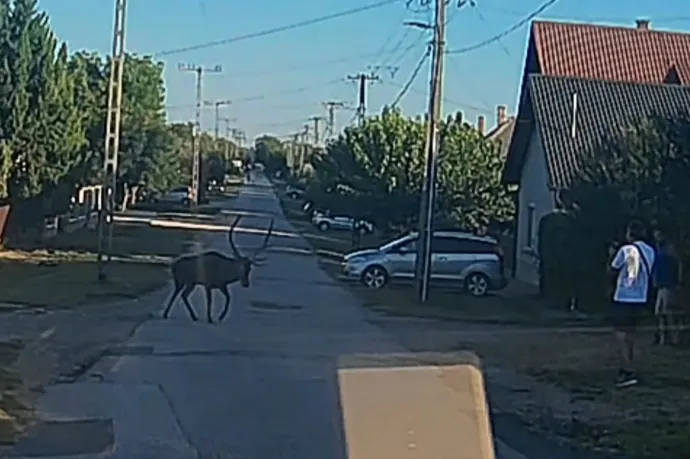 Betévedt Mezőfalvára egy szarvasbika, és felöklelte az egyik önkormányzati képviselőt