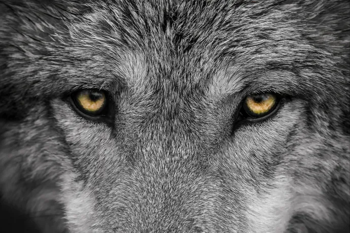 Nem, te sem vagy alfa-hím, és a farkasok között sincsenek ilyenek