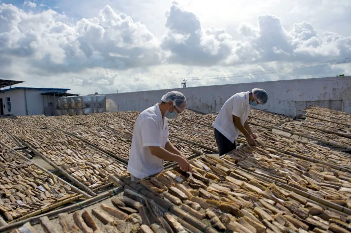 Kritikusan veszélyeztetett cápák húsát árulják az amerikaiaknak a szupermarketekben