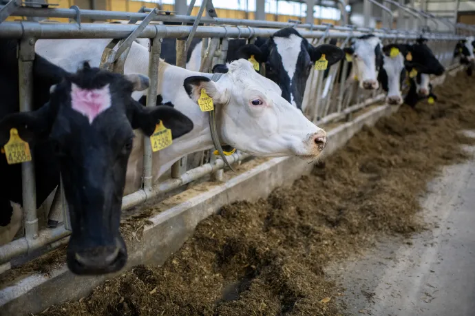 Kéknyelv-betegséget mutattak ki két Somogy megyei szarvasmarhatelepen