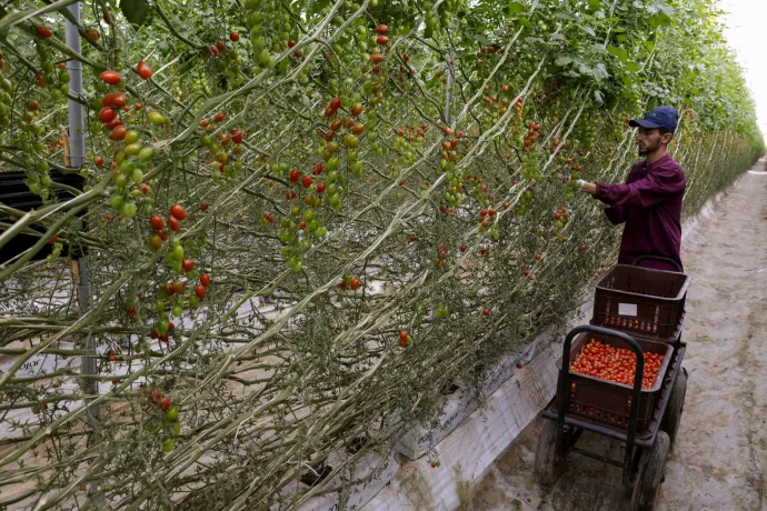 Sótalanított vízzel öntözött koktélparadicsomot szüretelnek egy Agadir melletti gazdaságban 2025. május 13-án – Fotó: Abdel Majid Bziouat / AFP