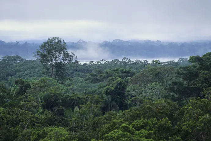 Az amazonasi esőerdő az ecuadori Coca közelében – Fotó: Wolfgang Kaehler / Getty Images