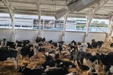 A járvány után élet költözik a szarvasmarhatelepekre, már ahol a gazdák kaptak kártalanítást az államtól