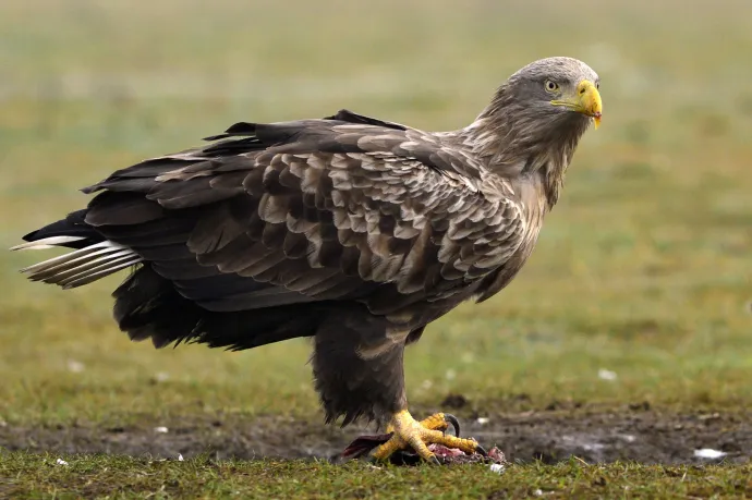 Büntetlenül pusztulnak a madarak Magyarországon, nem állunk jól a madárvédelemben
