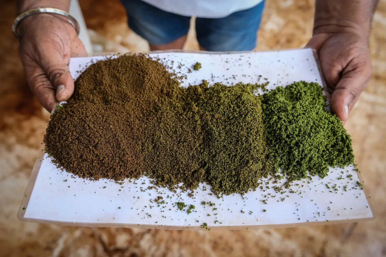 Kiterített tealevelek és minták a tea különböző feldolgozásairól – Fotó: Sahiba Chawdhary / Reuters