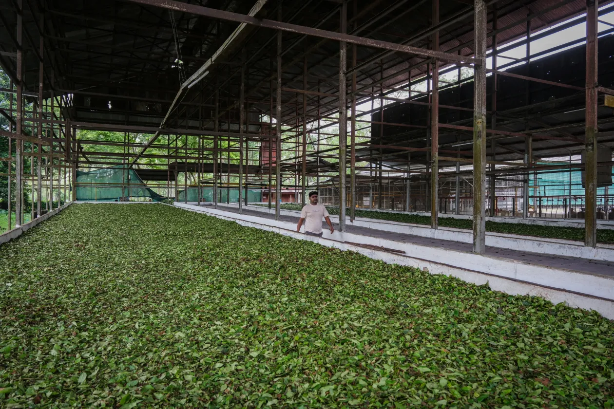 Kiterített tealevelek és minták a tea különböző feldolgozásairól – Fotó: Sahiba Chawdhary / Reuters