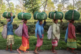 Eddig 110 kiló tealevelet szedtem, de most már olyan meleg van, hogy csak 60-at tudok