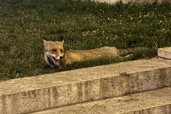 Róka kóborolt éjjel a Móricz Zsigmond körtéren