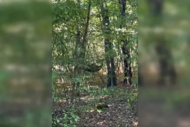 Magányos emu kóborolt a Normafán