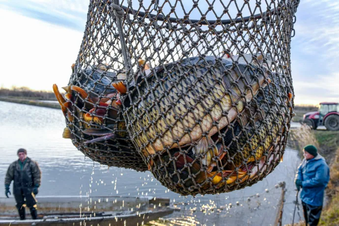Kiakadtak a halasok, miután váratlanul megváltoztattak egy nekik szóló pályázati kiírást
