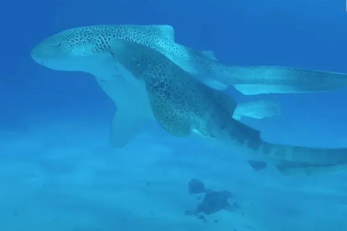 Először sikerült levideózni, ahogy leopárdcápák szaporodnak, rögtön édeshármason kapták őket