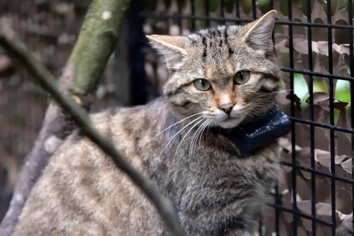 Előkerült Lukrécia, a Budakeszi Vadaspark szabadon engedett vadmacskája