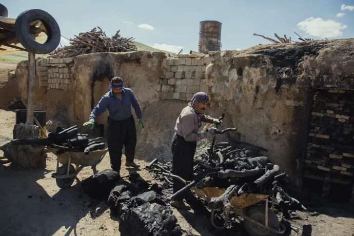 Munkások gyűjtenek faszenet egy kemencéből az iráni Bukanban, 2025. május 8-án. A Zagros-hegység tölgyfáinak száma az illegális fakitermelés és a szárazság következtében gyorsan csökken – Fotó: Barbod Khorshidi / Middle East Images / Middle East Images / AFP