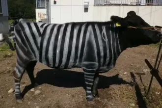 A zebracsíkokkal lefestett teheneket elkerülik a legyek? – vizsgálták az idei Ignobel-díjjal kitüntetett tudósok