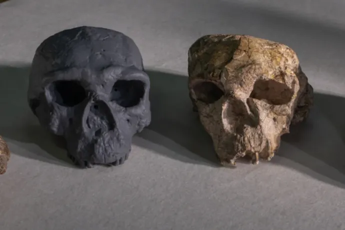 Egy egymillió éves koponya miatt talán újra lehet írni a modern emberiség történelmét