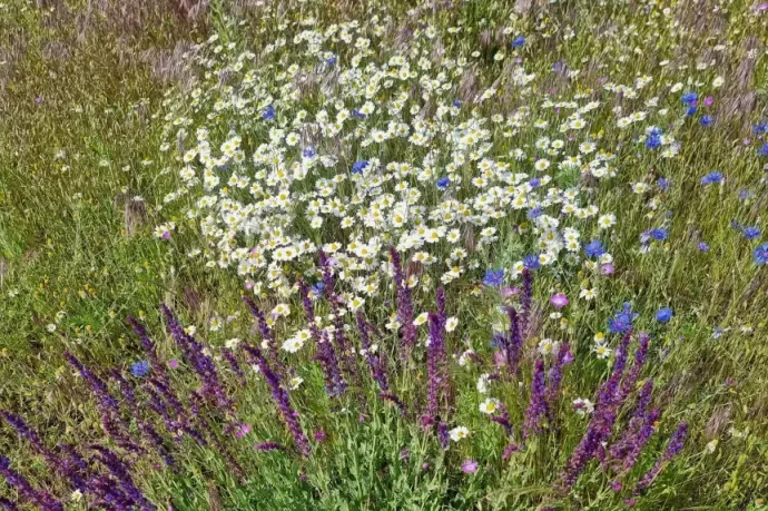 Terjőke kígyószisz, ördögszem, nyúlszapuka – elkészült a Budapest-magkeverék