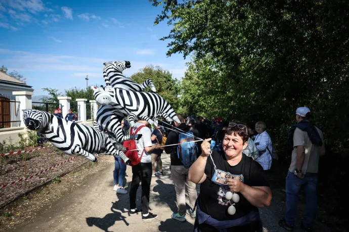 Szemtanúk szerint quadokkal terelték a zebrákat, hogy ne lássák őket a Hatvanpusztán szafarizók