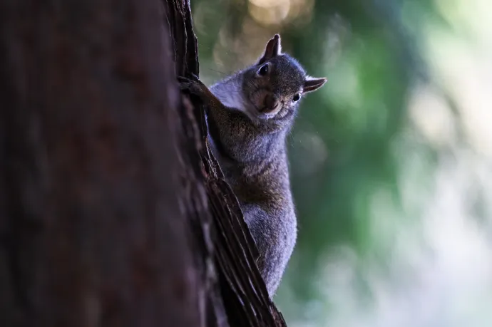 Agresszív vérmókus támadt az emberekre San Francisco mellett