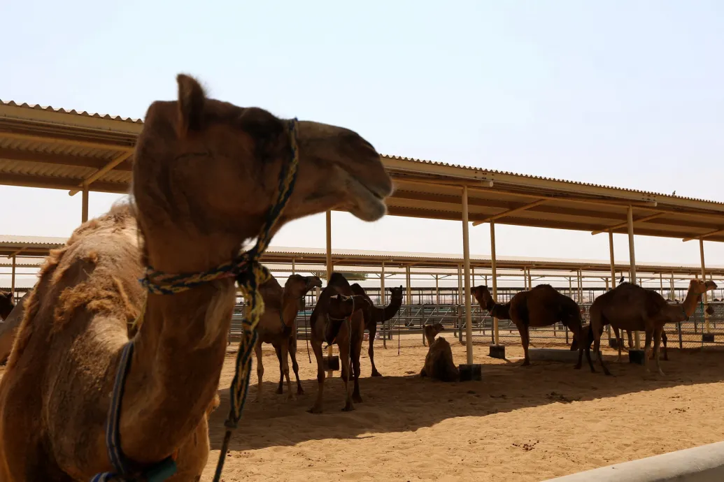 Hungarian camel milk expertise is on its way to Chad, and this is no joke at all