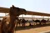 Hungarian camel milk expertise is on its way to Chad, and this is no joke at all