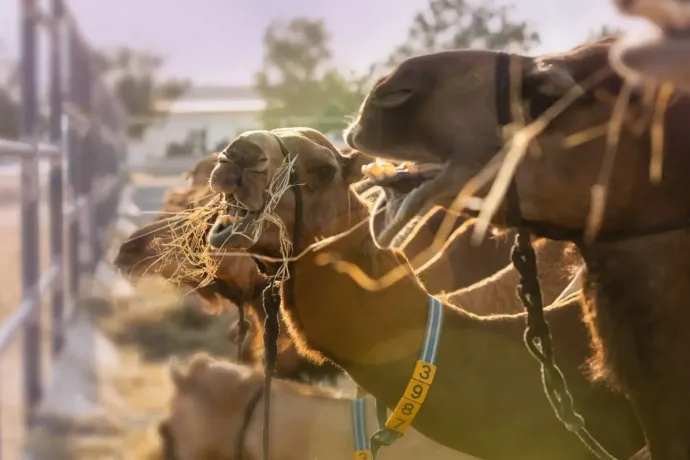 Hungarian camel milk expertise is on its way to Chad, and this is no joke at all