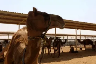 Hungarian camel milk expertise is on its way to Chad, and this is no joke at all
