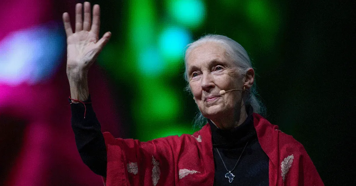 Meghalt Jane Goodall
