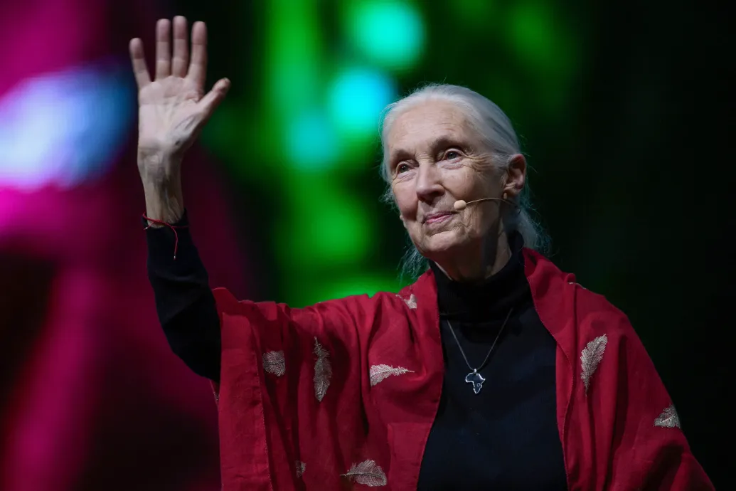 Meghalt Jane Goodall
