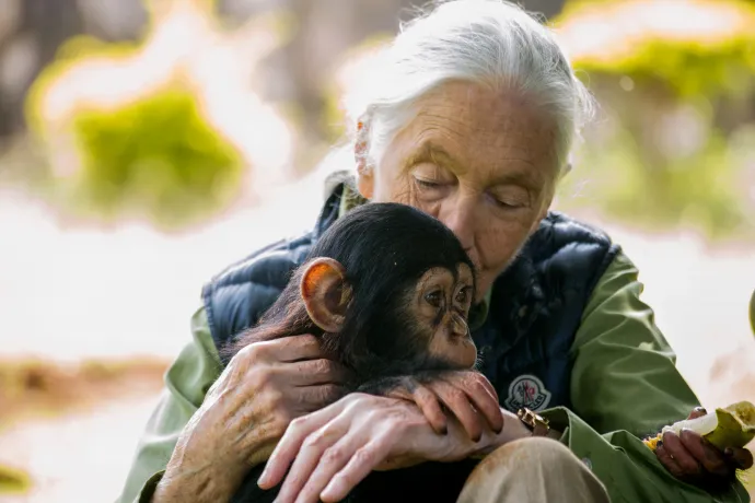 Jane Goodall egy ugandai csimpánzmentő központban 2018-ban – Fotó: Sumy Sadurni / AFP 