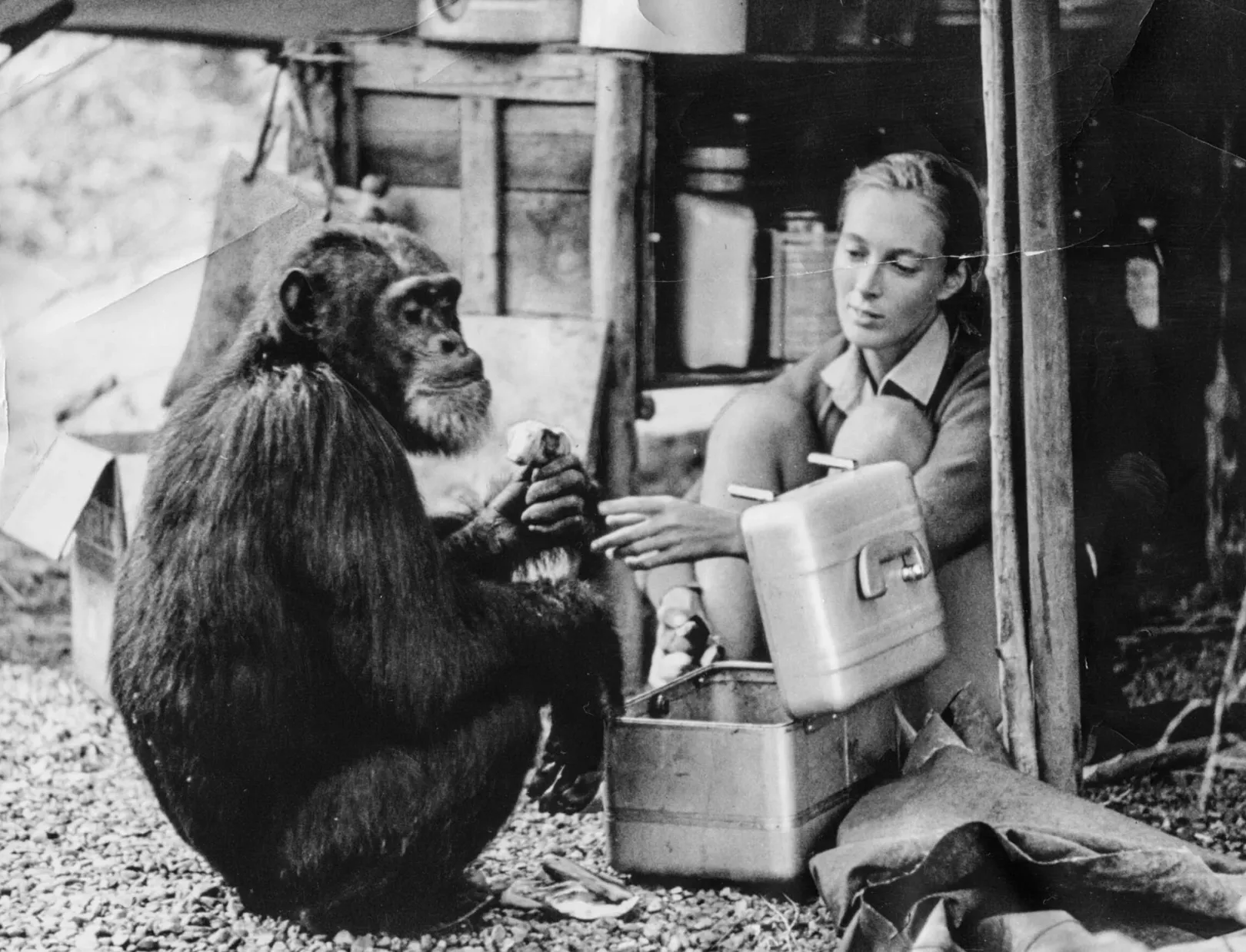 Goodall és a Szürkeszakáll David nevű csimpánz 1965-ben Tanzániában – Fotó: Hugo van Lawick / Jane Goodall Intézet