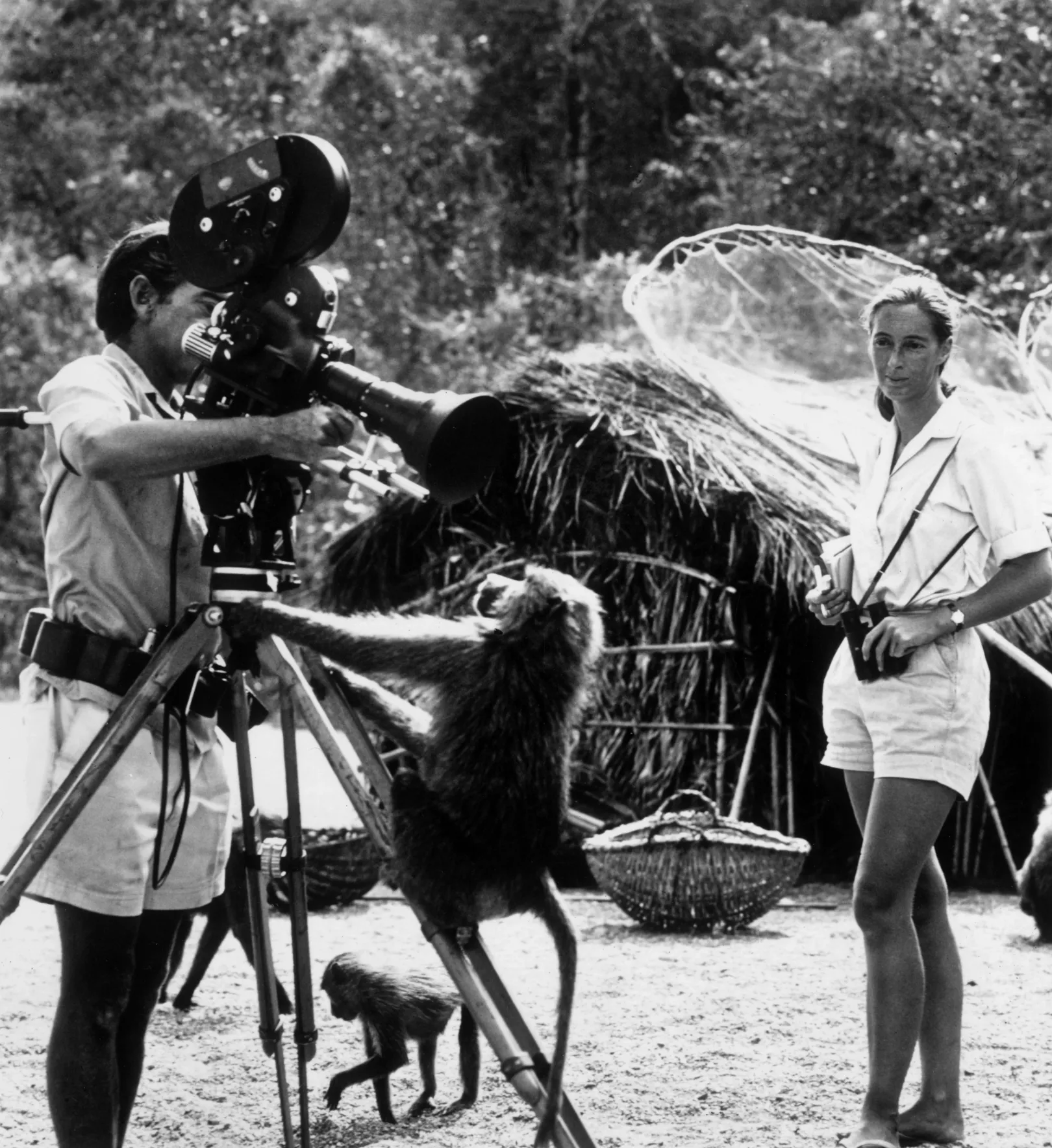 Hugo van Lawick és Jane Goodall 1974-ben – Fotó: Hulton Archive / Getty Images