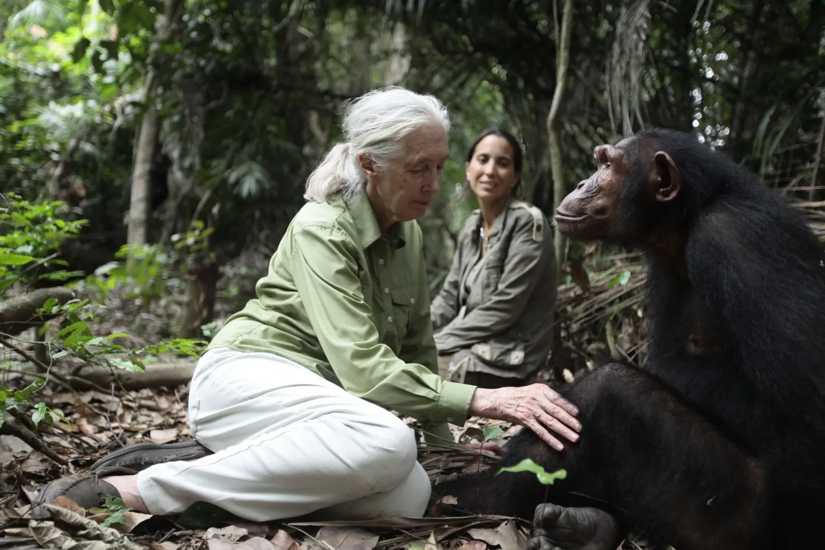 Ulengue szabadon engedésekor a Tchindzoulou-szigeten – Fotó: Jane Goodall Intézet
