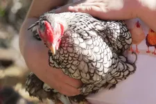 Reneszánszát éli a tyúktartás Magyarországon