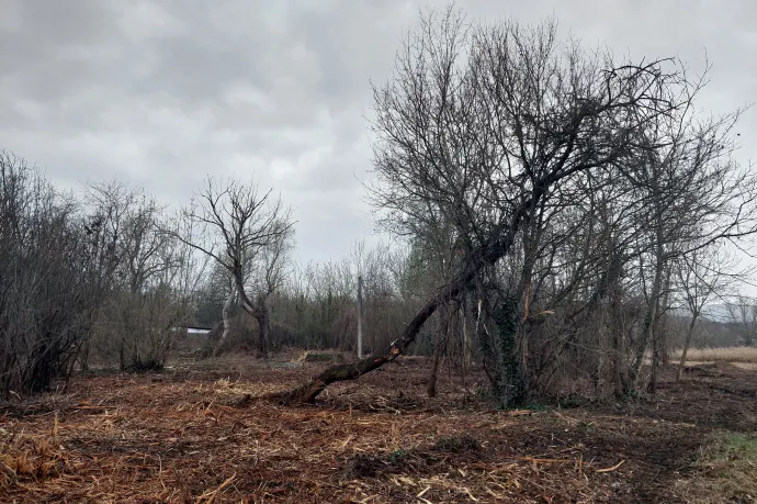 Tavasszal fakivágásba kezdett a rétekből 10,5 hektárt tulajdonló cég – Fotó: Olvasói fotó / Telex