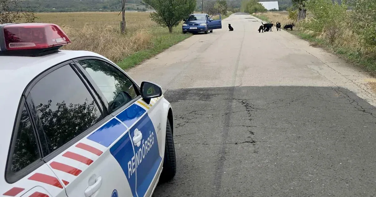 Súlyos kutyatámadás történt Pécelen, hat kutyát ki kellett lőni