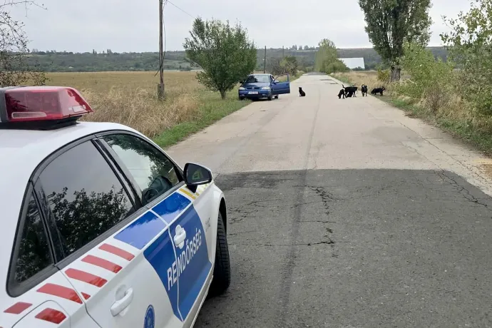 Súlyos kutyatámadás történt Pécelen, hat kutyát ki kellett lőni