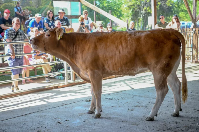 Az állam hamarosan megveheti az Alföldi Tejet: segít ez a cégnek, az ágazatnak?