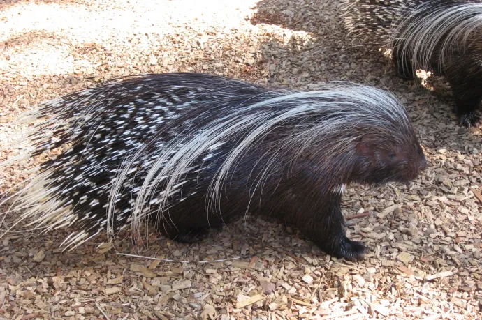 Eltűnt egy sül a jászberényi állatkertből