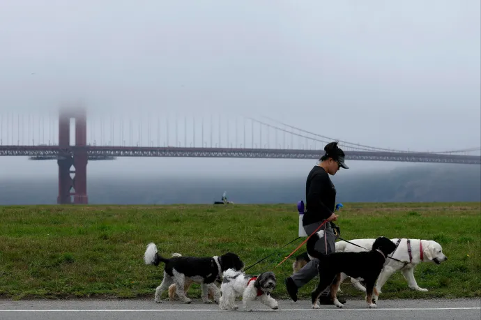 San Francisco szabados kutyái sokan vannak, és roppant illetlenek