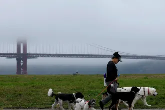 San Francisco szabados kutyái sokan vannak, és roppant illetlenek