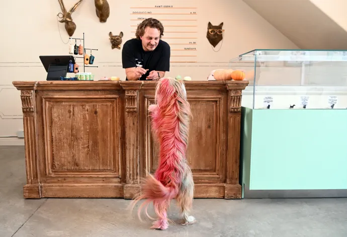 Kifejezetten kutyáknak szánt étterem San Franciscóban – Fotó: Josh Edelson / AFP