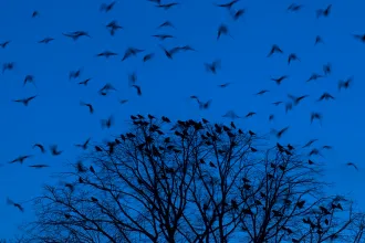 A varjak csokitól bepörgött gyerekek, akik egy stílfűrésszel mennek be a porcelánboltba