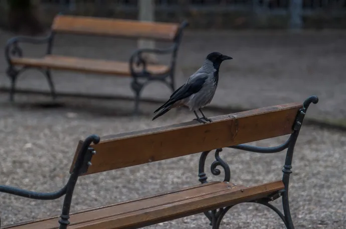 Dolmányos varjú (Corvus cornix) Budapest belvárosában, a Szabadság téren, 2020. január 29-én – Fotó: Balogh Zoltán / MTI