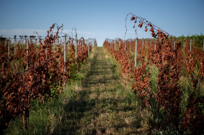 Ez lehet a magyar szőlő Trianonja