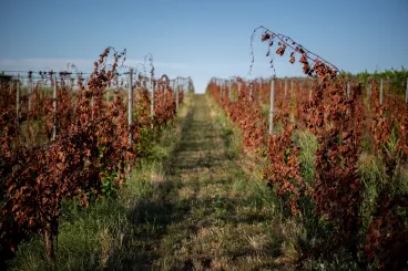 Ez lehet a magyar szőlő Trianonja