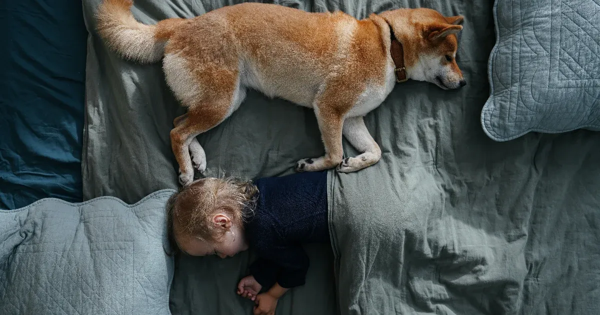 Bár sokszor a gyerek kéri a kutyát, jó, ha tudja a szülő, hogy valójában ő kapja