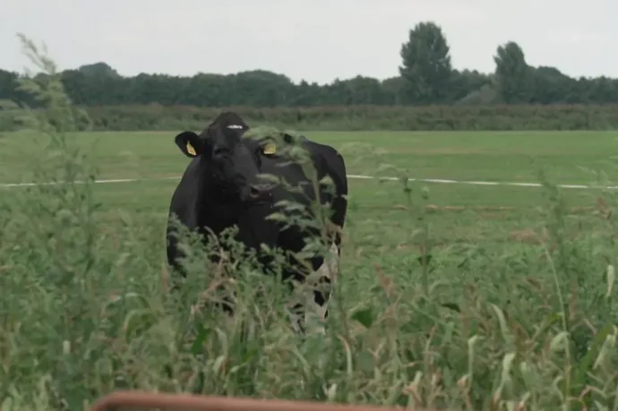 Arte: Így hat bénítóan Hollandiára a nitrogénválság