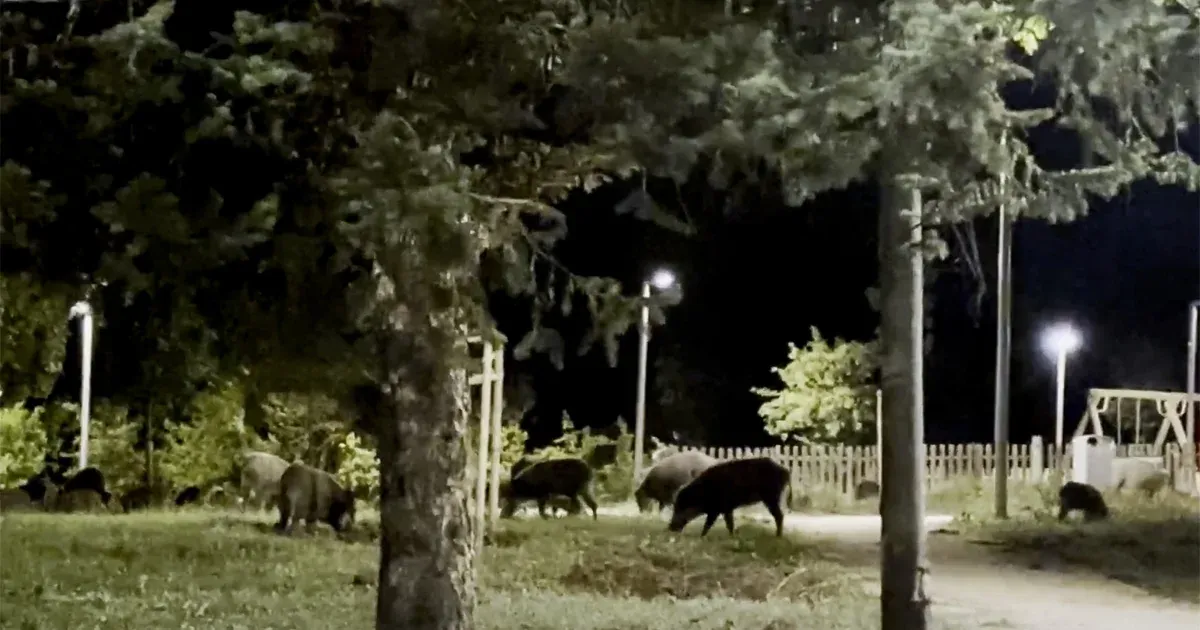 Szomszédom a vaddisznó: kis esti malachajsza a XII. kerületben